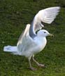 Flying Seagull(s), Vancouver Wildlife