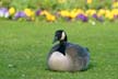 Canadian Geese Stanley Park Wildlife, Canada Stock Photographs