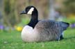 Canadian Geese Stanley Park Wildlife, Canada Stock Photographs