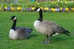 Canadian Geese, Stanley Park Wildlife