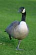 Canadian Geese, Stanley Park Wildlife