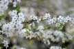 Spring Blossoms, Canada Stock Photographs