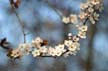 Spring Blossoms, Canada Stock Photographs