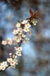 Spring Blossoms, Canada Stock Photographs