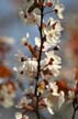 Spring Blossoms, Canada Stock Photographs