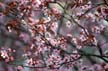 Spring Blossoms, Canada Stock Photographs