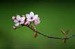 Spring Blossoms, Canada Stock Photographs