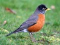 Robin, Canada Stock Photos