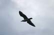 Flying Seagull(s), Vancouver Wildlife