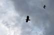 Flying Seagull(s), Canada Stock Photos