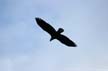 Eagle Flying, Canada Stock Photos