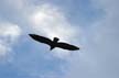 Flying Seagull(s), Vancouver Wildlife