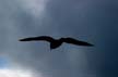 Flying Seagull(s), Vancouver Wildlife