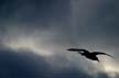 Flying Seagull(s), Canada Stock Photos