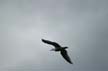 Flying Seagull(s), Vancouver Wildlife