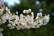 Spring Blossoms, Stanley Park