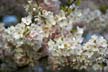 Spring Blossoms, Stanley Park