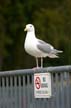 Seagull, Vancouver Wildlife