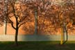 West End Trees, Downtown Spring