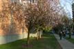 West End Trees, Downtown Spring