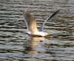 Flying Seagull(s), Vancouver Wildlife