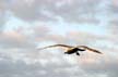 Flying Seagull(s), Vancouver Wildlife