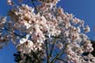 Spring Blossoms, Stanley Park