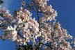 Spring Blossoms, Stanley Park