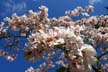 Spring Blossoms, Stanley Park