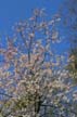 Spring Blossoms, Stanley Park