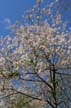 Spring Blossoms, Stanley Park