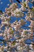 Spring Blossoms, Stanley Park