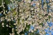 Spring Blossoms, Stanley Park