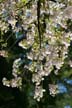 Spring Blossoms, Stanley Park