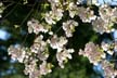 Spring Blossoms, Stanley Park