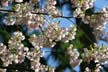 Spring Blossoms, Stanley Park