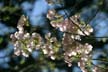 Spring Blossoms, Stanley Park