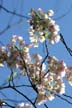 Spring Blossoms, Stanley Park