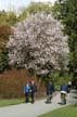 Spring Blossoms, Lost Lagoon