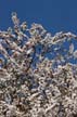 Spring Blossoms, Stanley Park