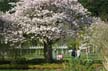 Garden, Spring Blossoms