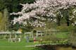 Spring Blossoms, Stanley Park