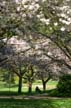 Spring Blossoms, Stanley Park