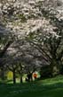 Spring Blossoms, Stanley Park