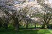 Spring Blossoms, Stanley Park