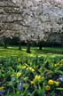 Spring Blossoms, Stanley Park