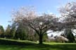 Spring Blossoms, Stanley Park