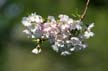 Spring Blossoms, Stanley Park