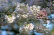 Spring Blossoms, Stanley Park