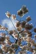 Spring Blossoms, Stanley Park